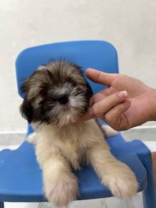 Pure! Classic Tri Colour Shih Tzu Puppy θ₯Ώζ½η¬ 2810A