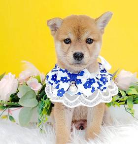 Shiba
