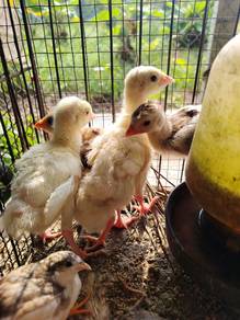 Anak ayam belanda