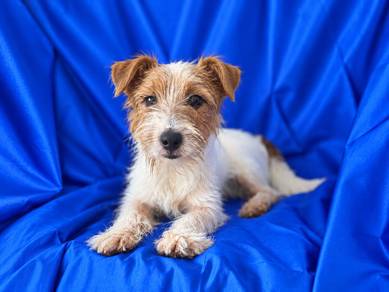 Wire Coat Jack Russell Terrier | Little Girl🎀