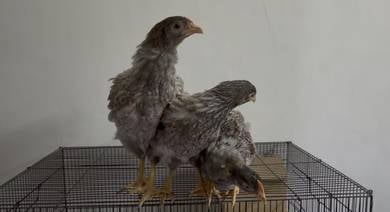 Anak Ayam Red Laced Wyandotte