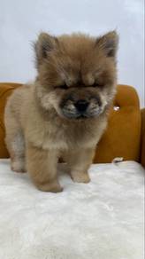 Chow Chow