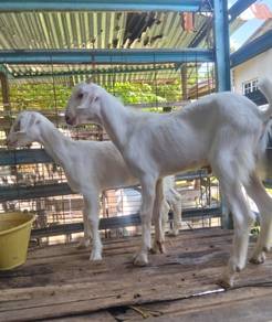 kambing muda Sepasang 