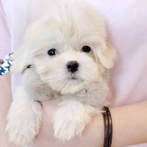 Maltese