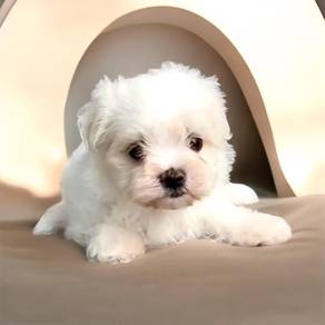 Maltese small breed