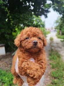 Light brown poodle