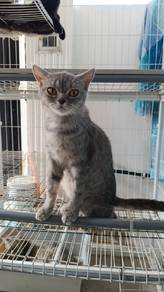 Bsh Female