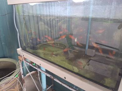Aquarium swordtail male and female