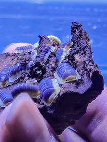 Cubaris Lemon Blue Isopod