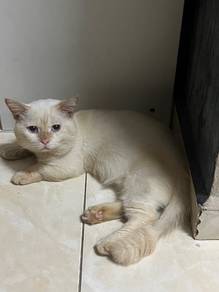 Munchkin red point