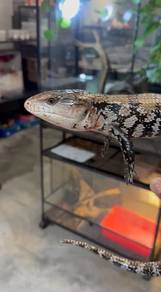 Blue Tongue Skink