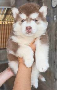 SIBERIAN HUSKY PUPPIES Sb212🌻 Male-Female