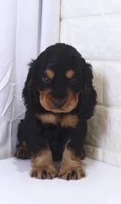 J0519 English Cocker Spaniel Fluffy Ear Puppy