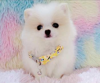 Pomeranian