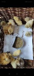 US Silkie / Ayam Silkie  - KL area only