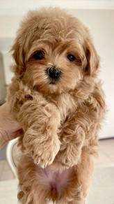Peppy Maltipoo Maltese mix Poodle mix Short Leg Lo