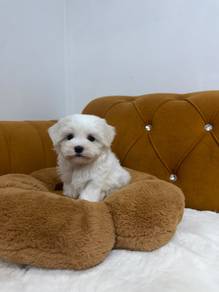 Maltese