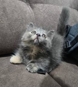 munchkin kitten/ anak kucing munchkin 