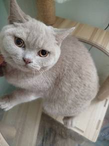 british short hair lilac