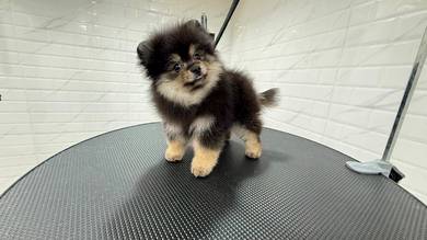 Tiny Pomeranian High Quality puppy