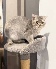 Bsh lilac female