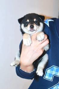 i7 Adorable Shiba Dog