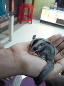 sugar glider 