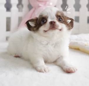 CHIHUAHUA PUPPIES CH306🌷 Head Apple Female