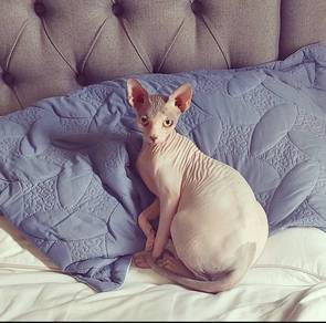 CFA Proven Female Sphynx 