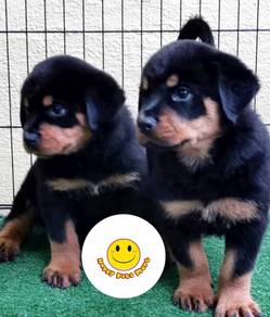 HHH_P100 Rottweiler #MKA registered 2 months old