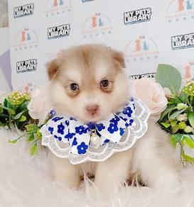 Pomsky