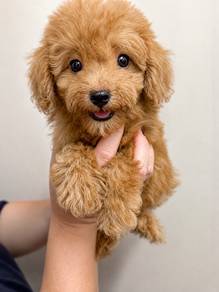 Mini Poodle