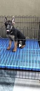 German shepherd puppy 