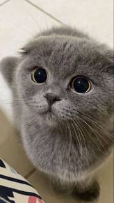 Bsh Scottish Fold