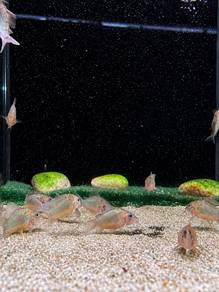 Green Cory / Green HF