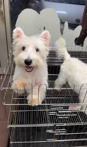 Fluffy West Highland White Terrier (M) 软毛西高地 亏价出