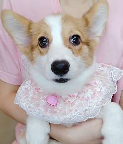 WELSH Corgi