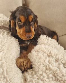 Loveable Cocker Spaniel Sweet Face Long Ear Puppy
