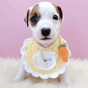 Jack Russell