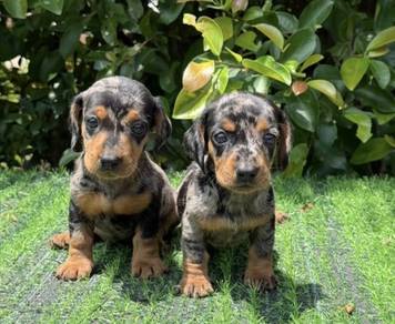 MINIATURE DACHSHUND Puppies 093 🐻 Adorable Puppy