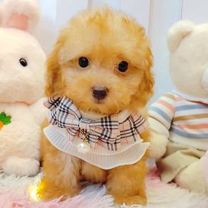 Poodle
