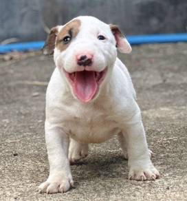 BULL TERRIER PUPPIES BT12 🐻 male