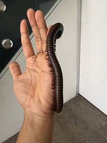 millipede