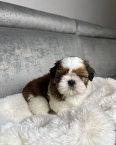 N9902 Baby-faced Shih Tzu / Shihpoo / Cute / Trico
