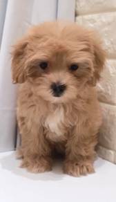 J0115 Maltipoo Small Fluffy Companion Puppy