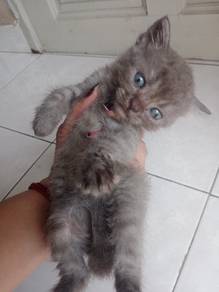 bsh mix kitten