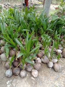 Benih kelapa Pandan wangi