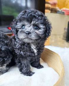ERTT833 #MKA Tiny Poodle Silver Grey haired puppy