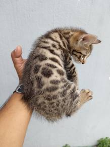 Kucing Bengal Kitten 