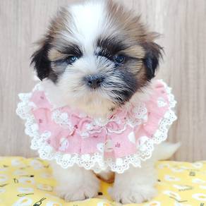 Shih Tzu